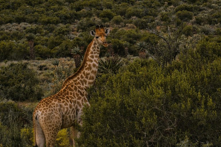 A giraffe stands gracefully amidst the lush greenery of Oudtshoorn, South Africa.