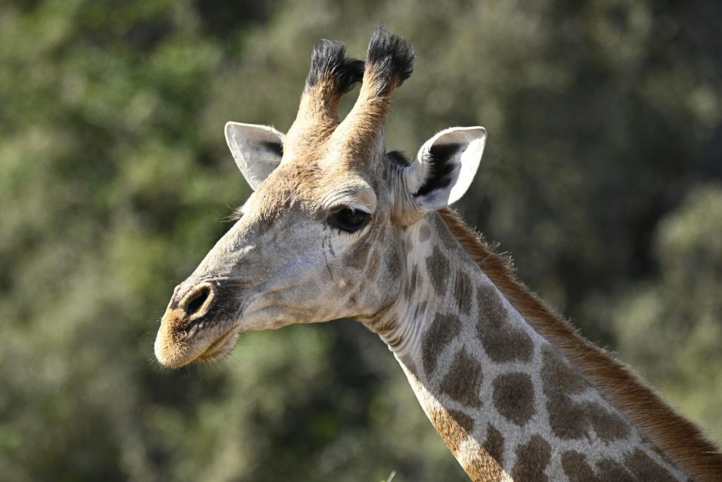 Portrait of a giraffe in Cape Town, highlighting its unique features and natural habitat.