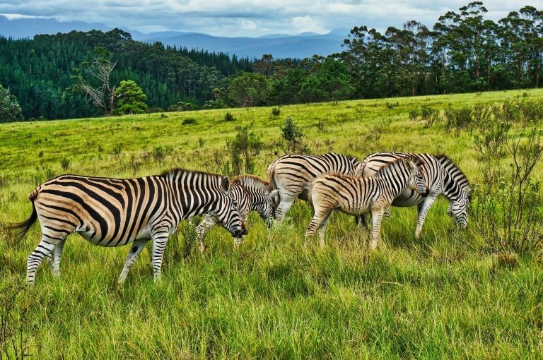 A herd of zebras grazing on lush grasslands in Plettenberg Bay, South Africa.