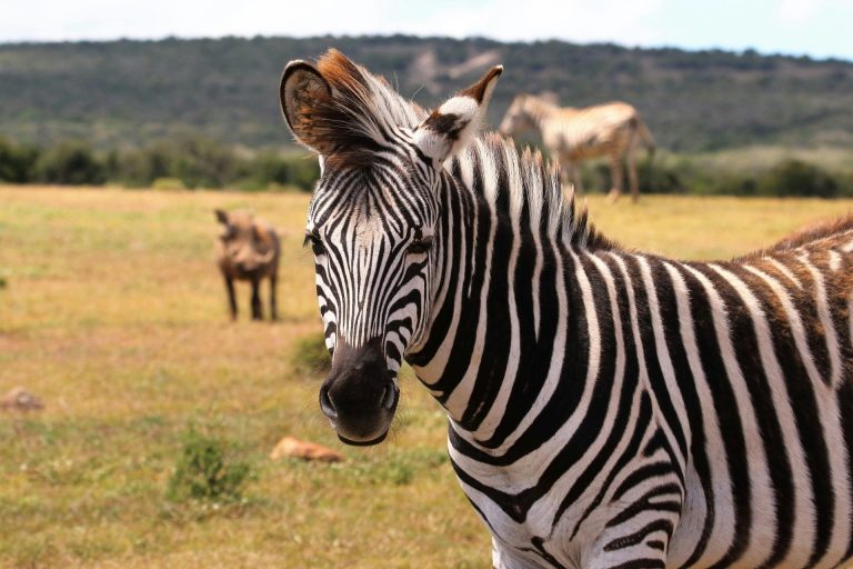 Zebra in a South African savanna with blurred background wildlife.