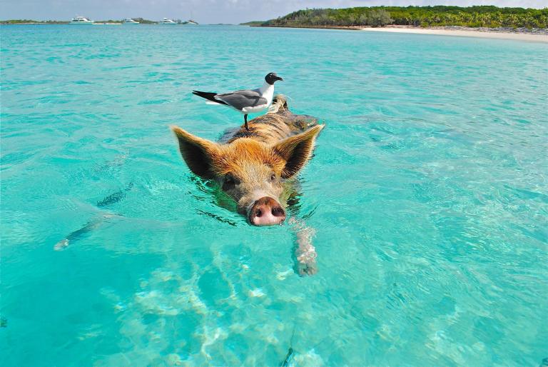Great Stirrup Cay, Bahamas