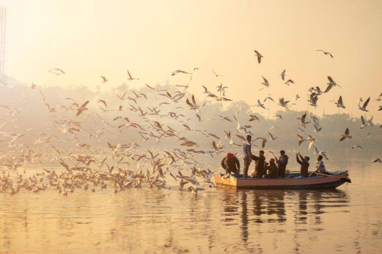 A serene scene of people boating amidst flying seagulls on the Yamuna River at golden hour.