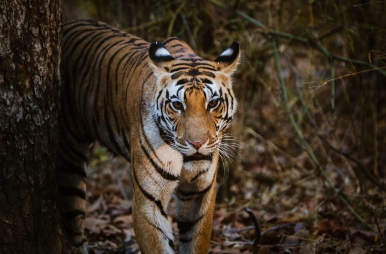 Close-up of a Bengal tiger prowling in the forest, showcasing its striking stripes.