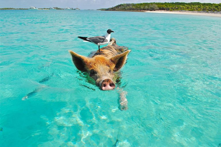 Pig swimming in crystal-clear ocean with a seagull perched on its back, showcasing nature's harmony.