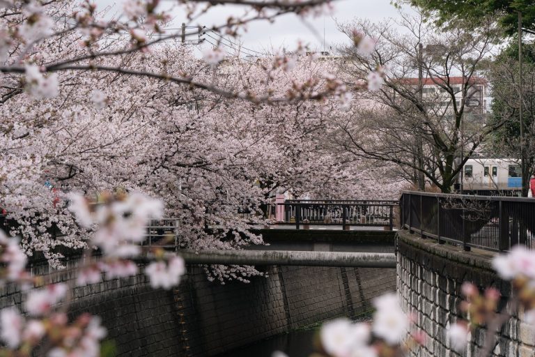 Beautiful cherry blossoms in full bloom along a canal in Tokyo, Japan during spring.