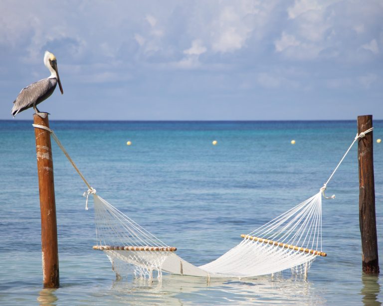 A serene hammock and pelican by the turquoise waters of Cozumel, Quintana Roo, Mexico.