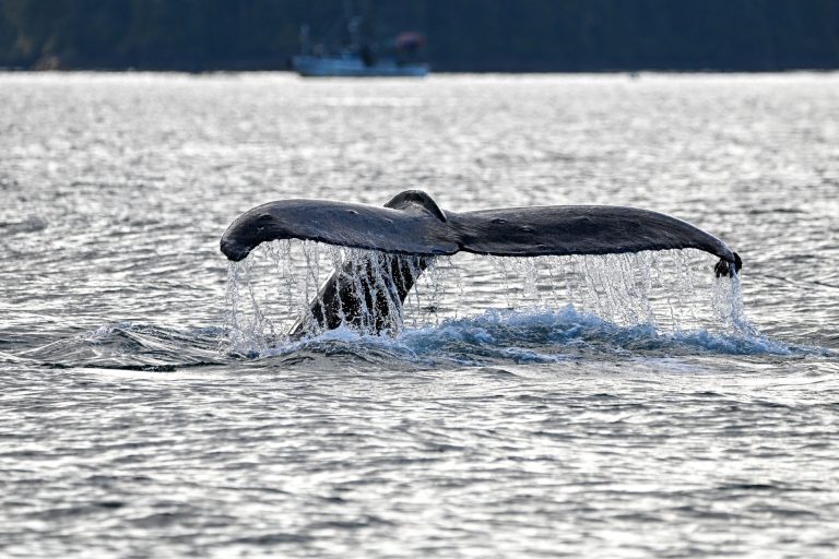 Captivating view of a humpback whale tail fluke in Sitka, Alaska waters.