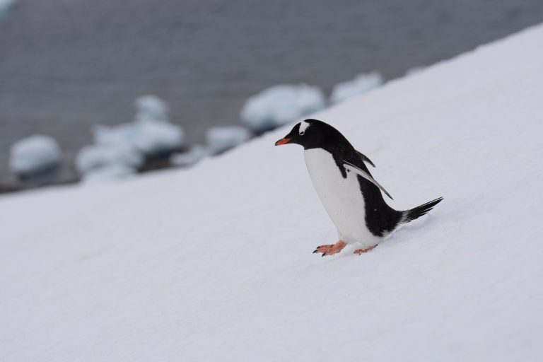 A Gentoo penguin walks down a snowy slope with icy ocean in the background.