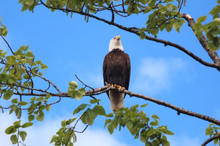Majestic bald eagle perched on a tree branch against a vibrant blue sky in Sitka, AK.