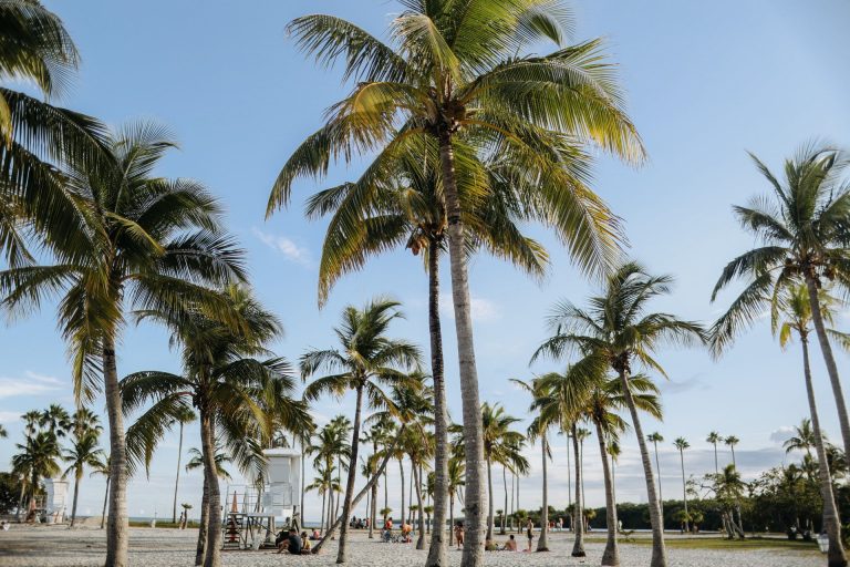 Vibrant beach scene in Miami with towering palm trees and clear blue skies.