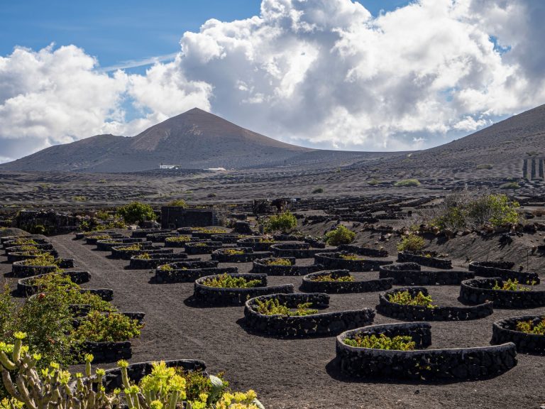 Lush vineyards in Lanzarote, Spain set against volcanic mountains under a bright sky.